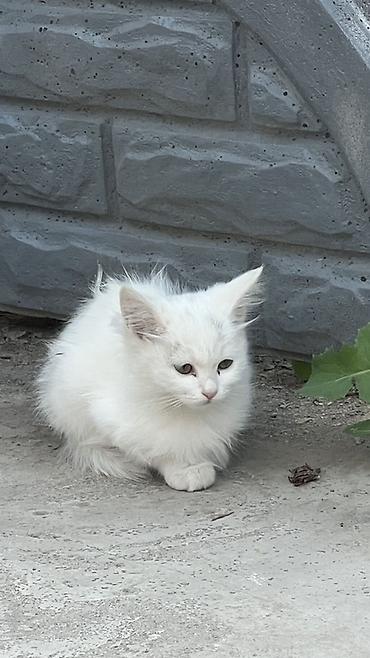 котята серые: Бесплатно. Котята — Описание: - Три котёнка из одного помёта. - — 2