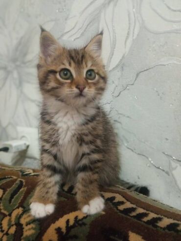 нашли кошку: 2 айлык, Эркек