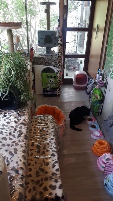 домик доя кошки: Кото-гостиница! Гостиница для котиков! Домашнее содержание котиков в
