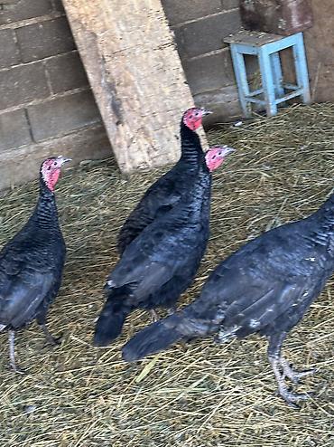 Индюки: Продаю | Индюшка (самка), Индюк (самец) | Черный принц | На забой, Для разведения | Племенные — 3