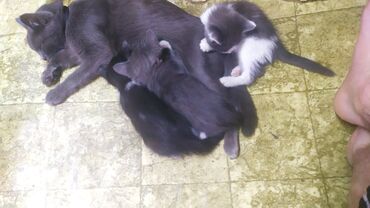 купить вислоухого котенка в бишкеке: Беспородная, 1 месяц, Мальчик, Биколор
