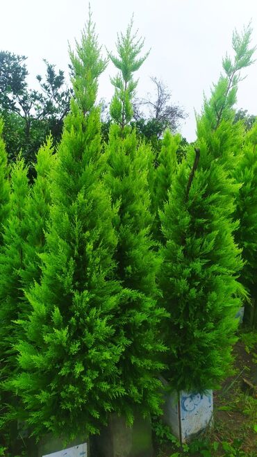 coke agaci: Thuja (qarpız yaşılı şam ailəsi) dekorativ iynəyarpaq ağacları - Növ