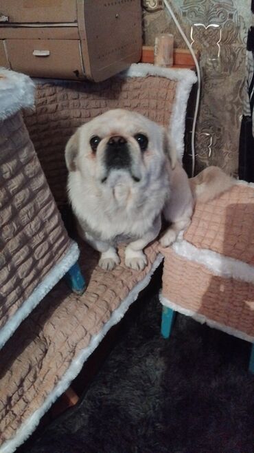 Продажа собак: Щенок декоративной породы, кремово-белый окрас, миниатюрный формат — 9