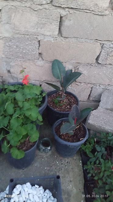 gozel baki mtk ev satilir: 🌿 Kauçuk Fikusu (Ficus Elastica) Satılır 🌿 Sağlam, köklü və baxımlı — 1