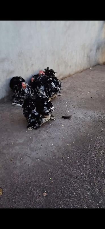 Cücələr: Toyuq cücələri, Damazlıq — 8