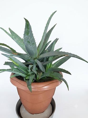 алоэ пайдасы: Aloe vera saksı bitkisi - Bitki: Aloe vera (sukkulent) - Saksı — 1