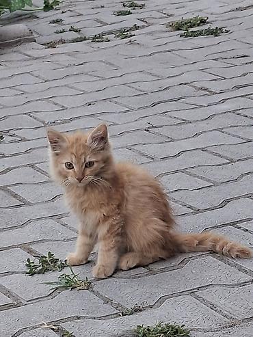черепаха: Котята, пушистые, домашнего типа. На фото — два маленьких котёнка: - — 5