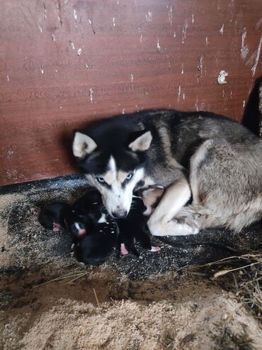 İtlər: Xaski, Erkek — 11