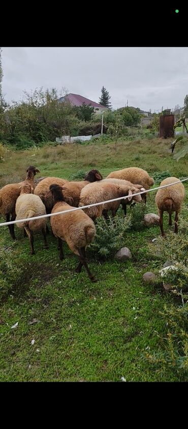 Inəklər, öküzlər: Qoyun sürüsü satılır – ət və damazlıq üçün münasib. - Rəng