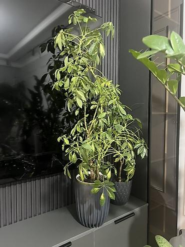 Драцены и Сансевиерии: Доставка по городу бесплатно . Адаптированные пересаженные Комнатные — 61