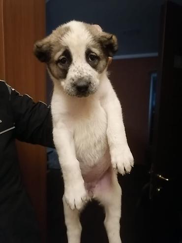 qurdbasar balaları: 35 günlük qurdbasar balaları, 5 dişi, 1 ərkək Anası: qurdbasar + cane — 5