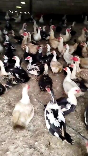 bala ördək: Salam Lal Ördək yumurtası gündəlik yığılan təzə və mayalı isdənilən