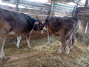 Коровы, быки: Продаю | Бык (самец) | На откорм | Привязанные — 5