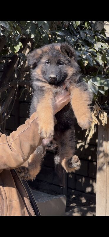 İtlər: Alman çoban iti, 3 ay, Erkek, Peyvəndli — 11