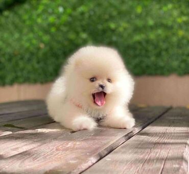 İtlər: Şpitz, 1 il, Dişi, Peyvəndli, Rayonlara çatdırılma, Pulsuz çatdırılma, Ünvandan götürmə — 4