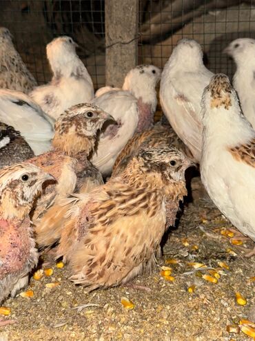 кролик декоративные: Продаю | Куры, Петух