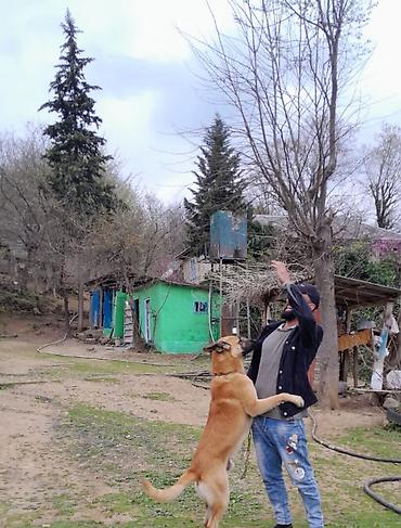 собака звонок порода: Möhkəm, iri cüssəli mühafizə iti – qapı-baca və həyətyanı sahənin — 3