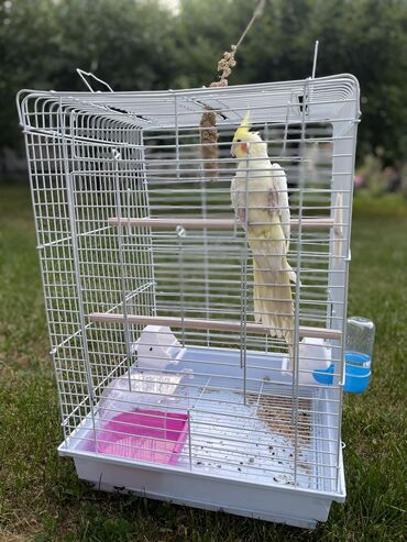 попугаи ара: Попугай корелла с клеткой