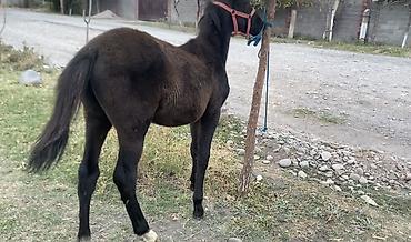 Продам с/х животных: Продаю | Жеребец, Жеребенок | Для разведения — 1