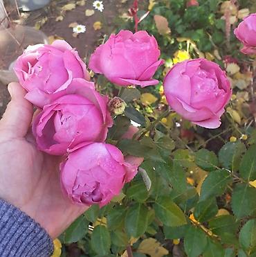 Размещение рекламы: В продаже комнатные цветы и многолетние садовые цветы. 1. Алое вера — 16