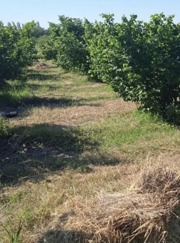 Həyət evləri və villaların satışı: 3 otaqlı, 90 kv. m, Kredit yoxdur, Orta təmir — 7