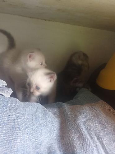 Продажа кошек: Котята с голубыми глазами - Помёт из нескольких котят: светлые — 9