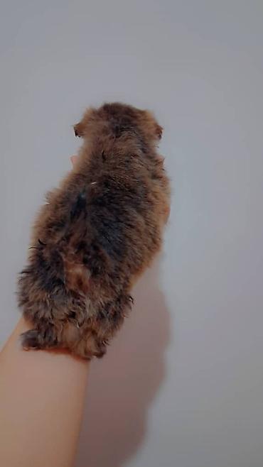 Продажа собак: Пекинес, 1 месяц, Самка — 6