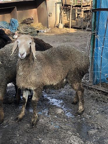 Баран, овца: Продаю | Баран (самец) | Для разведения | Племенные, Ярка — 6