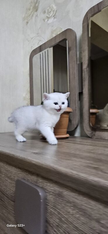 Pişiklər: Şinşilla, Erkək, Yaxşı əllərə, Ünvandan götürmə — 14