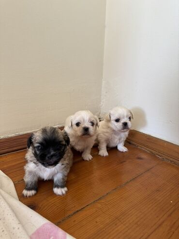 İtlər: Pekines, 1 ay, Erkek, Pulsuz çatdırılma