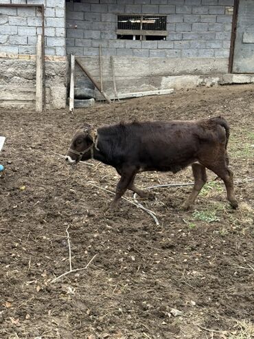 пидбуль собака: Сатам | Бука (эркек) | Аргын | Бордоп семиртүү үчүн lalafo.kg да пидбуль собака: Сатам | Бука (эркек) | Аргын | Бордоп семиртүү үчүн