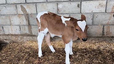 Коровы, быки: Продаю | Бык (самец) | Симментальская | Для разведения — 10