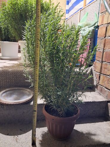 гортензии цена бишкек: Размарин маленький горшок 800с.
средний 1200с.
белые горшки 2000с