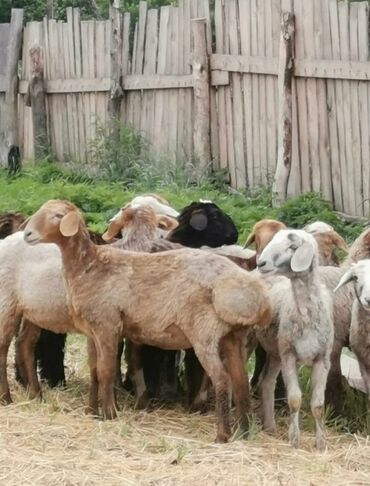 стрижка овец токмок: Продаю | Баран (самец) | Арашан | Для разведения | Племенные