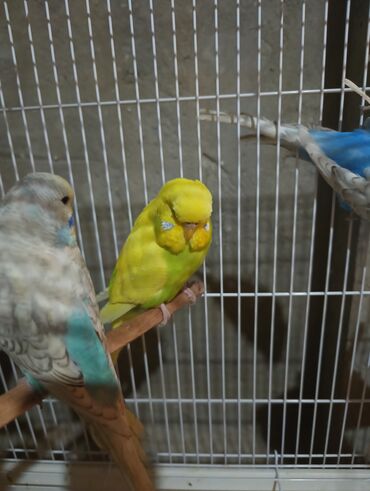 Tutuquşları: Salam 2ayliq çexlər və hazır çexlər satılır. Rəngləri çox gözəldi və — 5