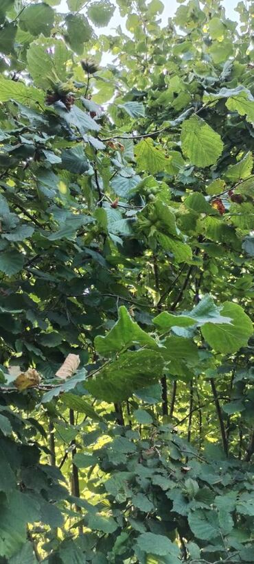 Torpaq sahələrinin satışı: 54 sot, Kənd təsərrüfatı, Kupça (Çıxarış) — 17