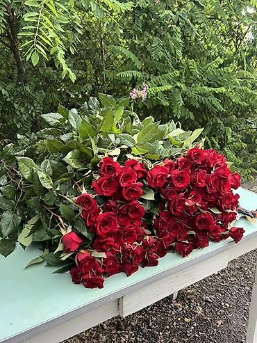 комнатные цветы даром: Оптом и розницу от 12- до 20 сом. Мы находимся Московский район село — 2