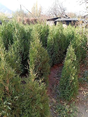Thuja seedlings: Туя западная (Thuja occidentalis) для живых изгородей и озеленения — 13