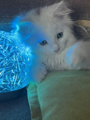 кошка белый: Продается породистый котенок