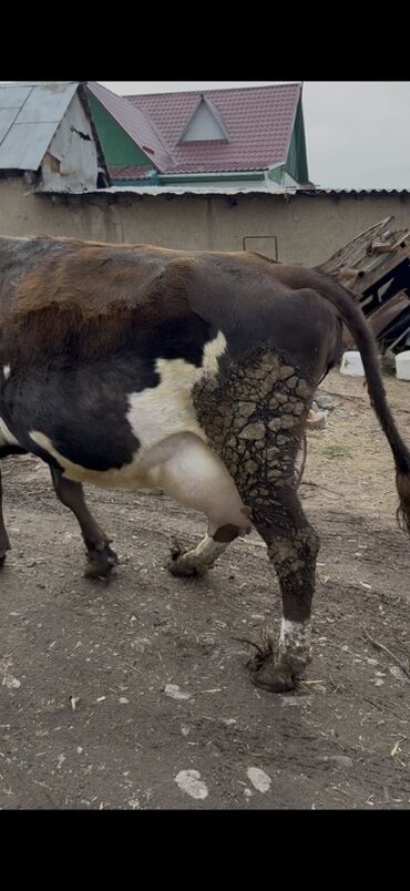 Коровы, быки: Продаю | Корова (самка) | Симментальская | Для молока — 1