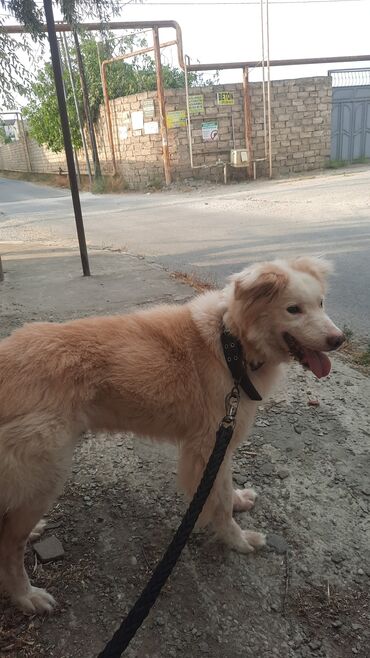 it ucun tasma: Akita-inu, 11 ay, Erkek, Peyvəndli, Ünvandan götürmə