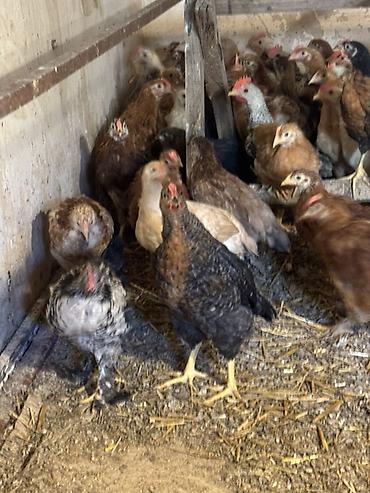 Cücələr: Toyuq cücələri, Ətlik — 6