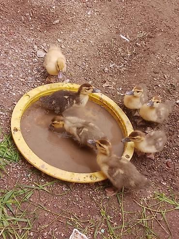 hind ordəyi: Muscovy (hind) ördək balaları – sağlam və aktiv sürü - Növ — 3