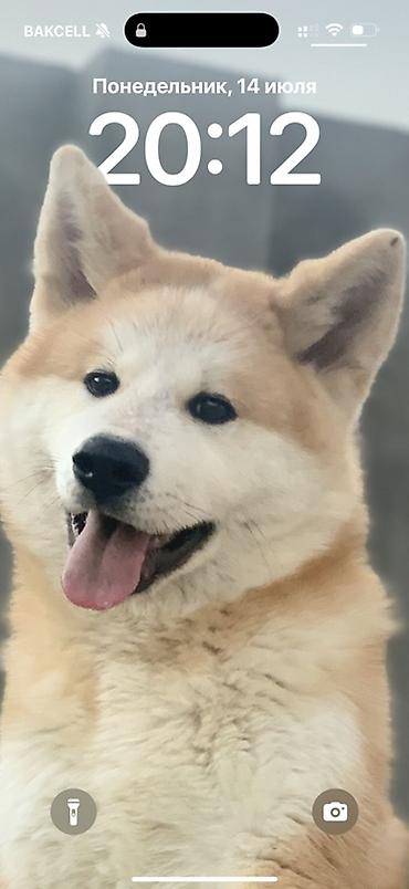 qurd basar iti: Akita-inu, 5 il, Erkək, Peyvəndli, Ünvandan götürmə — 1