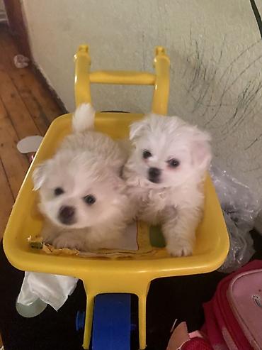 it satişi: Pekines, 2 ay, Erkək — 1