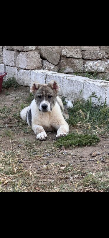 İtlər: Qurdbasar, 4 ay, Erkek, Peyvəndli, Ünvandan götürmə