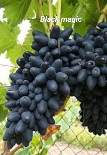 Şitillər: Üzüm tingləri – süfrə və kişmişlik sortlar Təqdim etdiyimiz sortlar — 4