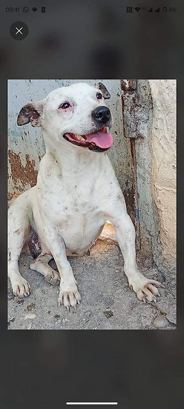 kiçik heyvanlar: Pitbul, 1 il, Dişi, Peyvəndli, Ödənişli çatdırılma — 1