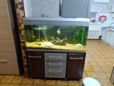 Рыбы: Срочно Продам заводской аквариум jebo на 300литров со всем