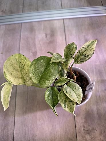 Эпипремнумы и сциндапсусы: Сциндапсус (Epipremnum/Scindapsus) вариегатный в горшке. Особенности — 20